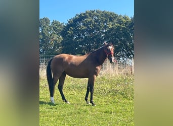 Lusitanos, Stute, 5 Jahre, 156 cm, Brauner
