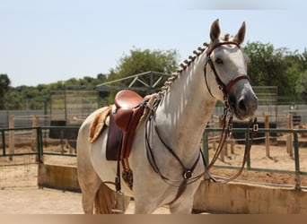 Lusitanos, Stute, 5 Jahre, 158 cm, Apfelschimmel
