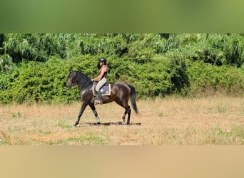 Lusitanos, Stute, 5 Jahre, 158 cm, Dunkelbrauner