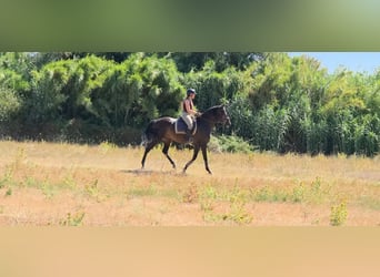 Lusitanos, Stute, 5 Jahre, 158 cm, Dunkelbrauner