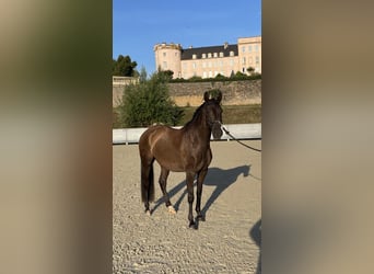 Lusitanos, Stute, 5 Jahre, 158 cm, Rappe