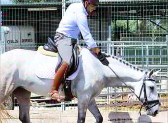 Lusitanos, Stute, 5 Jahre, 158 cm, Rotschimmel