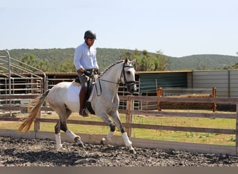 Lusitanos, Stute, 5 Jahre, 158 cm, Rotschimmel