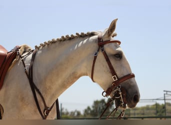 Lusitanos, Stute, 5 Jahre, 158 cm, Rotschimmel