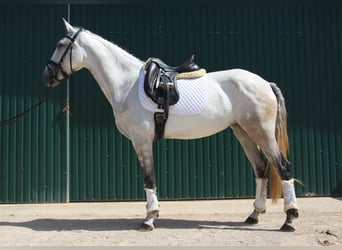 Lusitanos, Stute, 5 Jahre, 158 cm, Rotschimmel