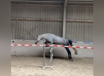 Lusitanos Mix, Stute, 5 Jahre, 160 cm, Blauschimmel