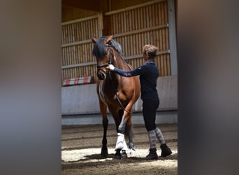 Lusitanos, Stute, 5 Jahre, 160 cm, Brauner
