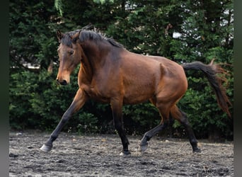 Lusitanos, Stute, 5 Jahre, 160 cm, Brauner