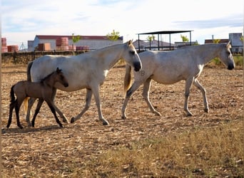 Lusitanos, Stute, 5 Jahre, 160 cm, Schimmel