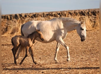 Lusitanos, Stute, 5 Jahre, 160 cm, Schimmel