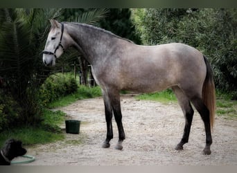 Lusitanos, Stute, 5 Jahre, 160 cm, Schimmel