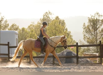 Lusitanos Mix, Stute, 5 Jahre, 161 cm, Palomino