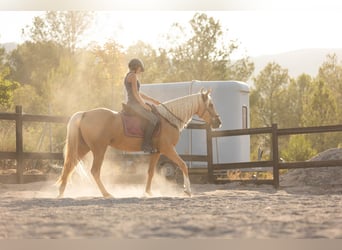 Lusitanos Mix, Stute, 5 Jahre, 161 cm, Palomino