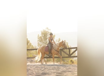 Lusitanos Mix, Stute, 5 Jahre, 161 cm, Palomino