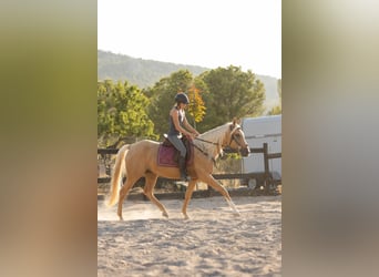 Lusitanos Mix, Stute, 5 Jahre, 161 cm, Palomino