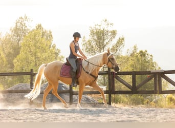 Lusitanos Mix, Stute, 5 Jahre, 161 cm, Palomino