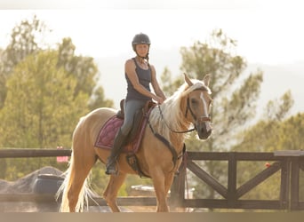 Lusitanos Mix, Stute, 5 Jahre, 161 cm, Palomino