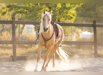 Lusitanos Mix, Stute, 5 Jahre, 161 cm, Palomino