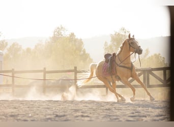 Lusitanos Mix, Stute, 5 Jahre, 161 cm, Palomino