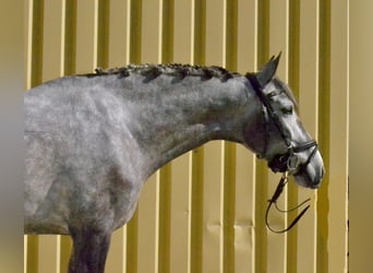 Lusitanos, Stute, 5 Jahre, 161 cm, Schimmel