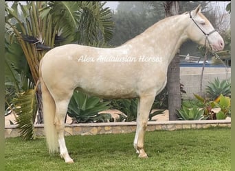 Lusitanos, Stute, 5 Jahre, 163 cm, Perlino