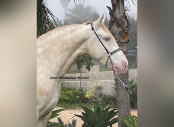 Lusitanos, Stute, 5 Jahre, 163 cm, Perlino