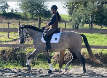 Lusitanos, Stute, 5 Jahre, 164 cm, Schimmel