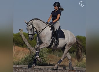 Lusitanos, Stute, 5 Jahre, 166 cm, Rappschimmel