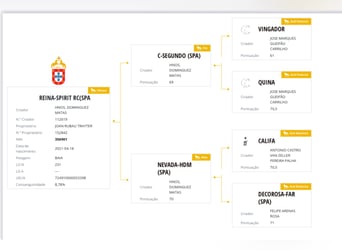 Lusitanos, Stute, 5 Jahre, 167 cm, Falbe