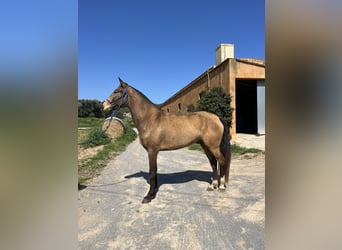 Lusitanos, Stute, 5 Jahre, 167 cm, Falbe