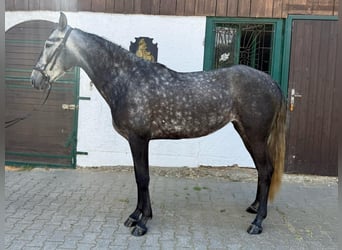 Lusitanos, Stute, 5 Jahre, Kann Schimmel werden