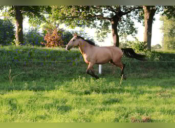 Lusitanos, Stute, 6 Jahre, 148 cm, Buckskin