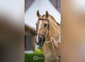 Lusitanos, Stute, 6 Jahre, 152 cm, Red Dun