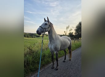 Lusitanos, Stute, 6 Jahre, 155 cm, Rotschimmel