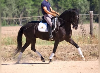 Lusitanos, Stute, 6 Jahre, 157 cm, Rappe