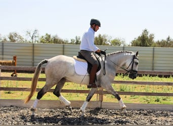 Lusitanos, Stute, 6 Jahre, 158 cm, Apfelschimmel
