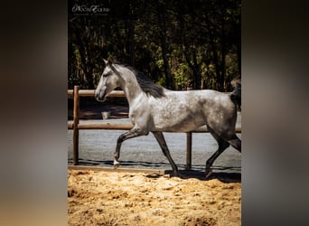 Lusitanos, Stute, 6 Jahre, 158 cm, Rotschimmel