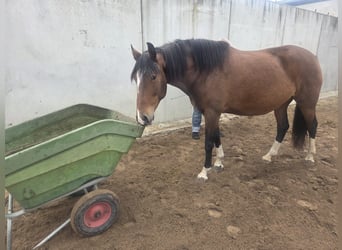 Lusitanos, Stute, 6 Jahre, 159 cm, Brauner