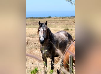 Lusitanos, Stute, 6 Jahre, 159 cm, Schimmel