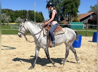 Lusitanos, Stute, 6 Jahre, 160 cm, Apfelschimmel