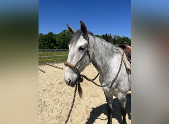 Lusitanos, Stute, 6 Jahre, 160 cm, Apfelschimmel