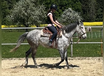 Lusitanos, Stute, 6 Jahre, 160 cm, Apfelschimmel