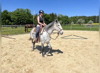 Lusitanos, Stute, 6 Jahre, 160 cm, Apfelschimmel