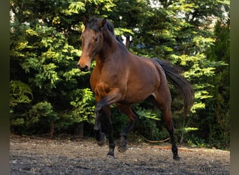 Lusitanos, Stute, 6 Jahre, 160 cm, Brauner