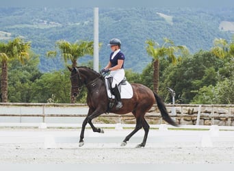Lusitanos, Stute, 6 Jahre, 160 cm, Dunkelbrauner