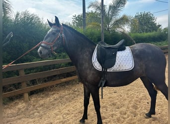 Lusitanos, Stute, 6 Jahre, 160 cm, Kann Schimmel werden