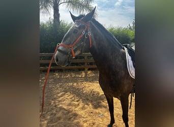 Lusitanos, Stute, 6 Jahre, 160 cm, Kann Schimmel werden