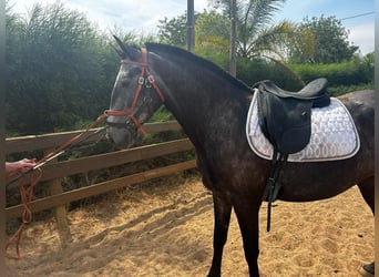 Lusitanos, Stute, 6 Jahre, 160 cm, Kann Schimmel werden