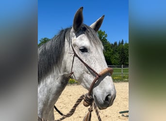 Lusitanos, Stute, 6 Jahre, 162 cm, Apfelschimmel
