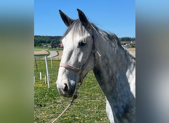 Lusitanos, Stute, 6 Jahre, 162 cm, Apfelschimmel
